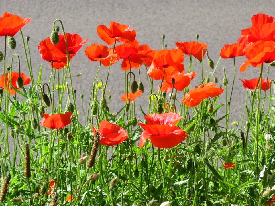 Bloemen insecten 2019 Rotterdam