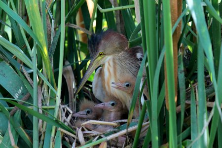 A72D2969 yellow bittern