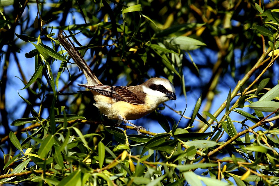 SYT8731 brown shrike