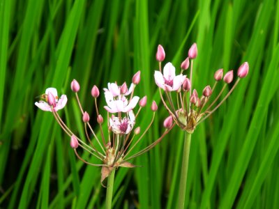 Bloemen insecten 2019 Rotterdam