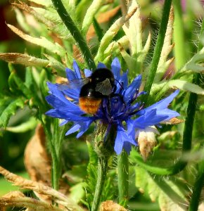 Bloemen insecten 2019 Rotterdam