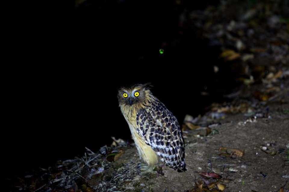  SYT9864-buffy fish owl