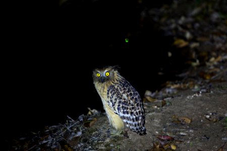  SYT9864-buffy fish owl
