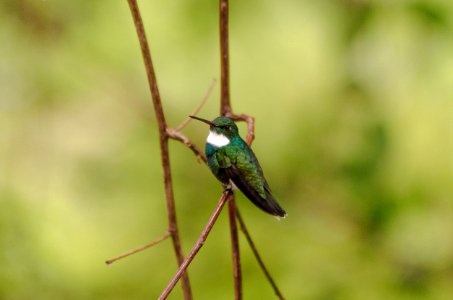 Colibri