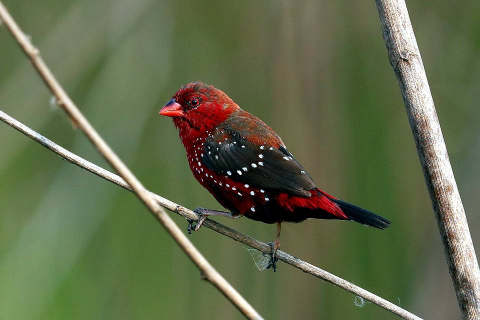  YT 5443- red avadavat