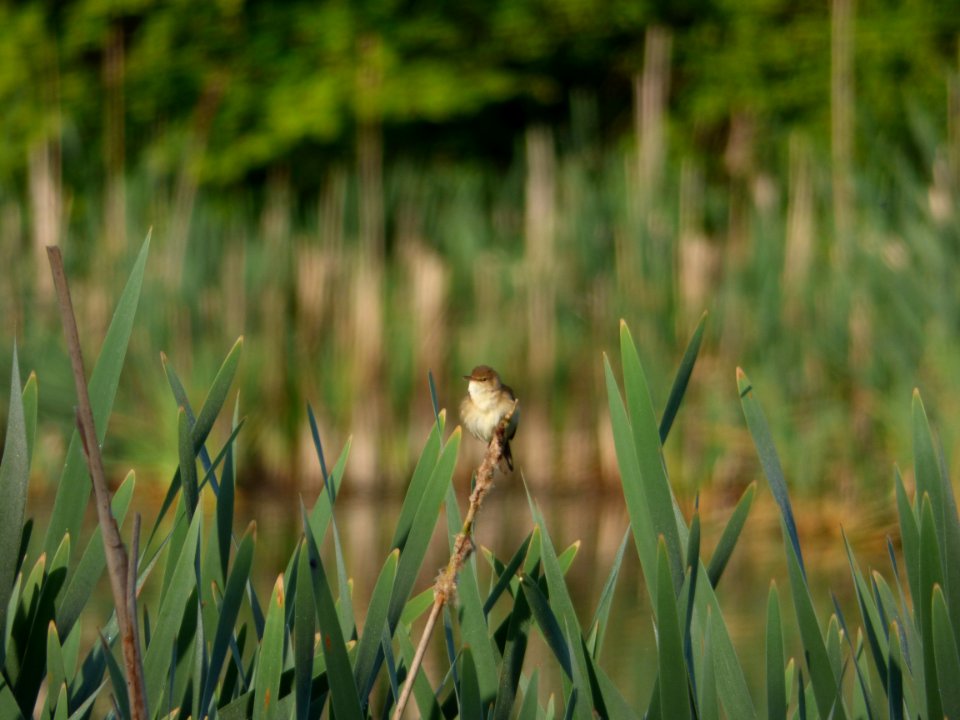 P1080931 Reed warbler