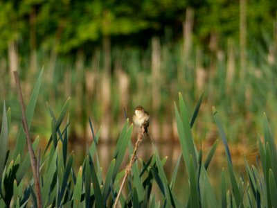 P1080931 Reed warbler