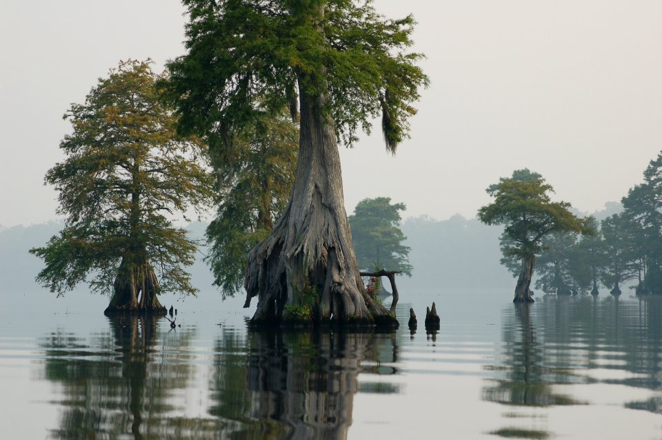 1. Celebrating 50 years of the Land and Water Conservation Fund: Great Dismal Swamp National Wildlife Refuge, VA