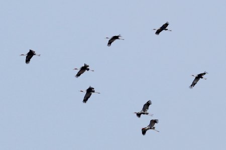 15I2119 sarus crane photo