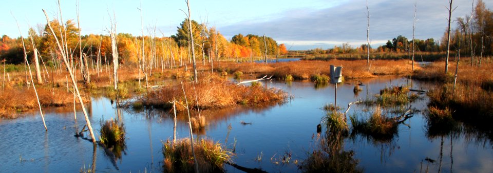 Wetland at Missisquoi National Wildlife Refuge