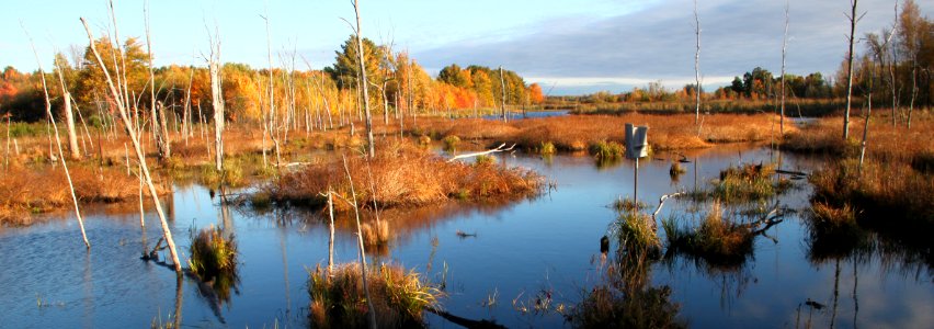 Wetland at Missisquoi National Wildlife Refuge photo