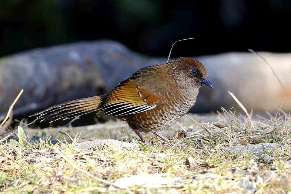  SYT4912 Brown-capped Laughingthrush