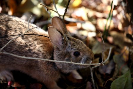 New England Cottontail photo