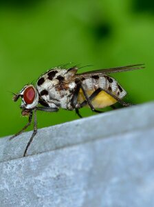 Insects diptera moscow