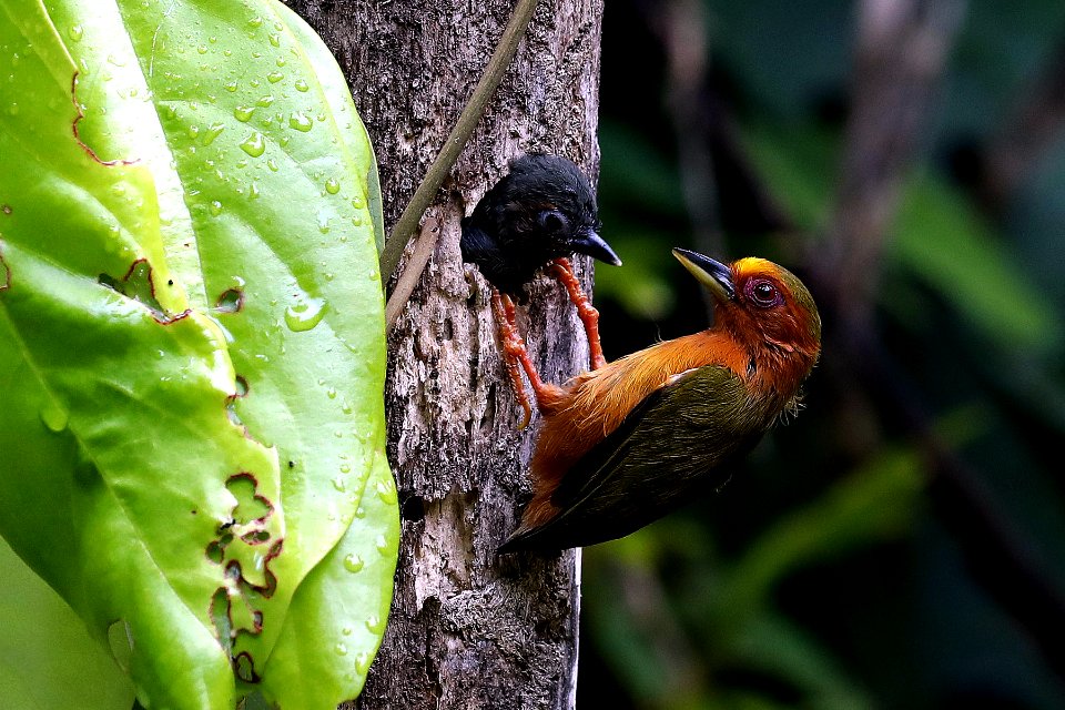 YT 0145  rufous piculit