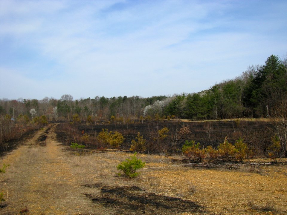 Grassland Field after Controlled Burn