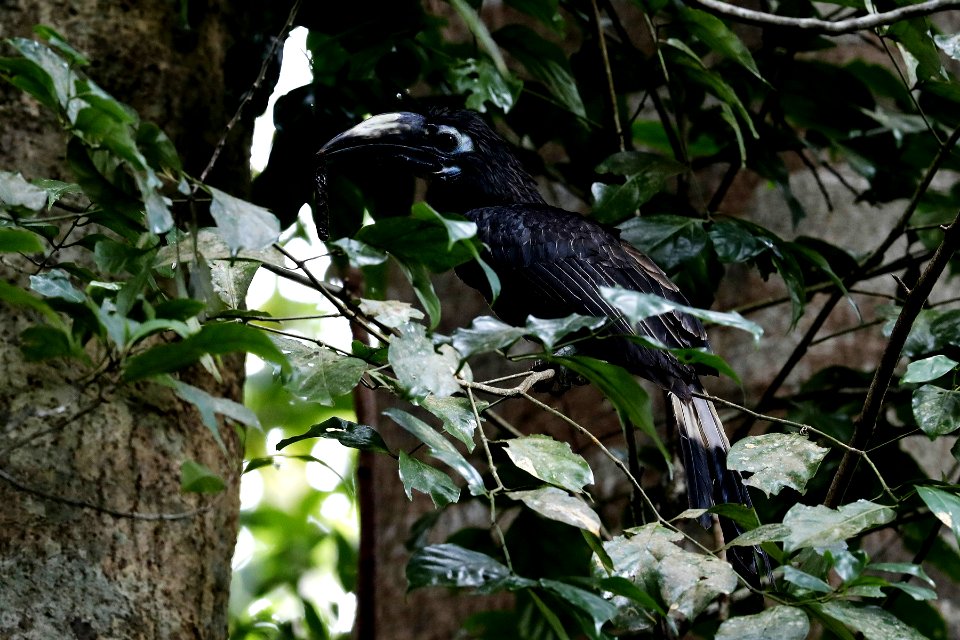  YT 9990 凤头犀鸟 Bushy-crested hornbill