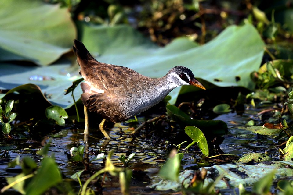  15I2113 white-browed crake