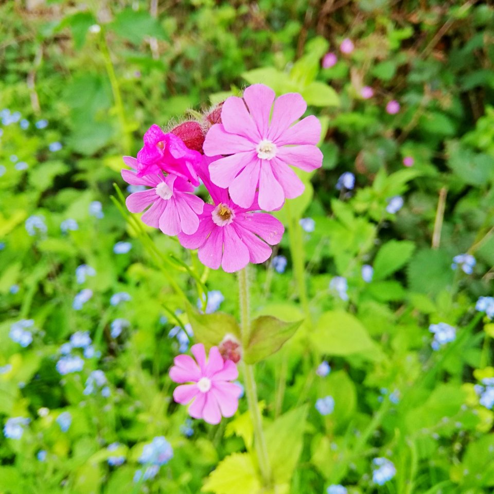 campion, red - flower