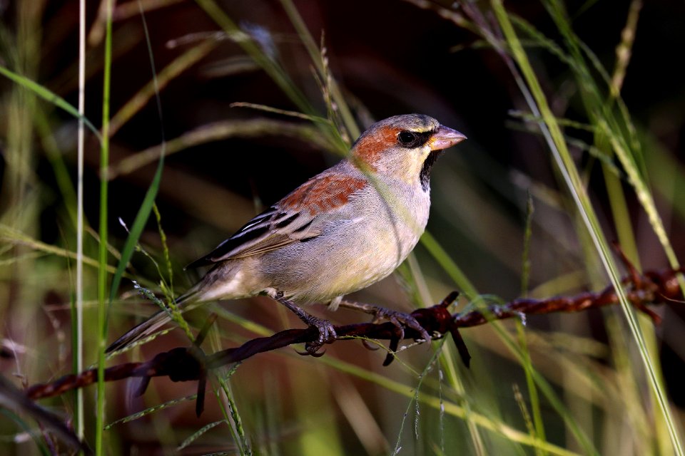 YT 1367 Plain-backed sparrow