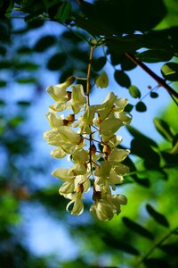 Inflorescence white tree