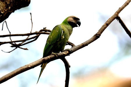  YT 5322 Red-breasted parakeet