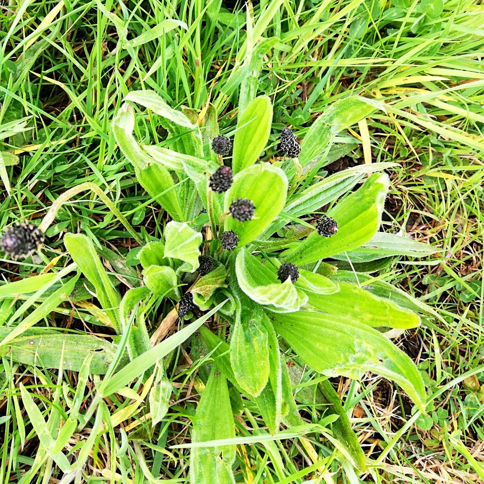 plantain, ribwort