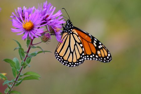Monarch Butterfly on New England Aster photo
