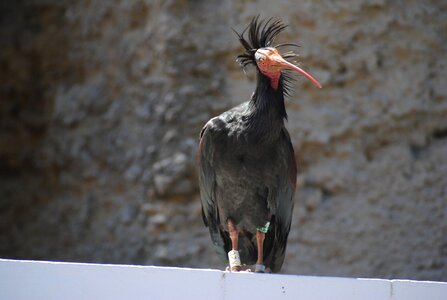 Northern bald ibis geronticus eremita ornithology photo