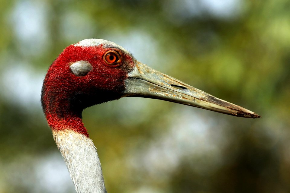  SYT5755 sarus crane X