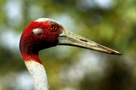  SYT5755 sarus crane X