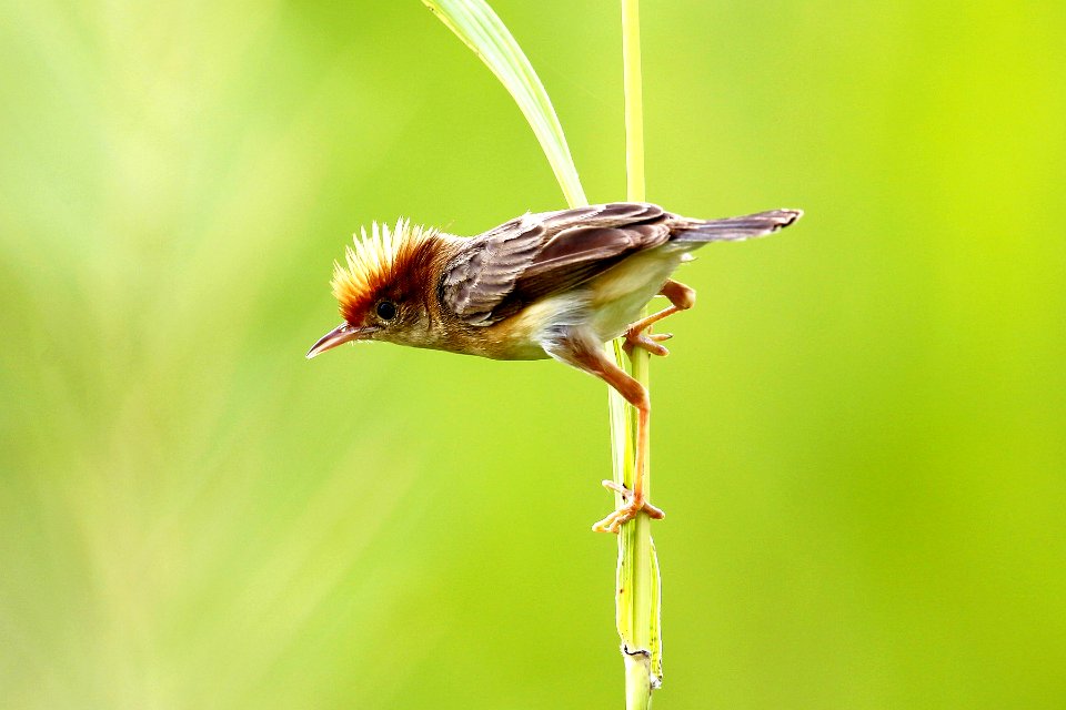  SYT4259 Golden-headed cisticola
