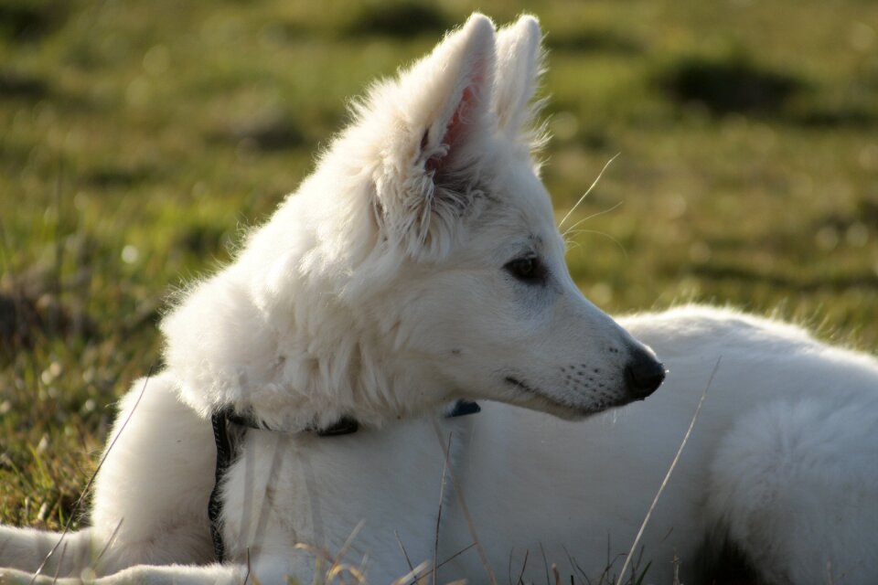 Pet dog portrait animal portrait