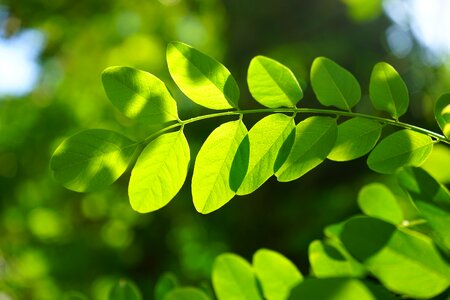 Robinia leaf veins filigree photo