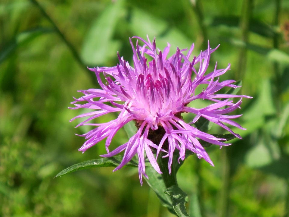 Bloemen insecten 2019 Rotterdam