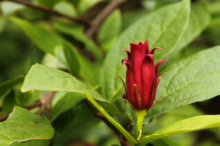 Garden macro flowers