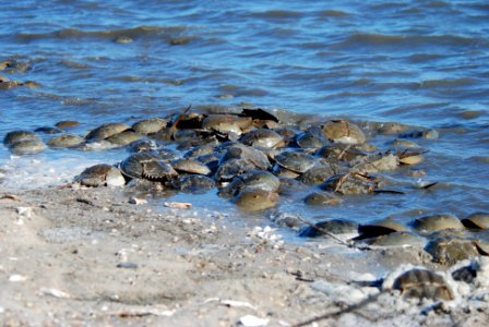 Horseshoe Crab photo