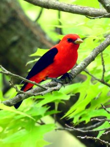 Scarlet Tanager photo