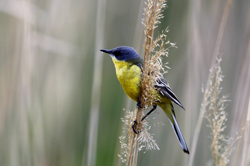  73A0107-Western yellow wagtail