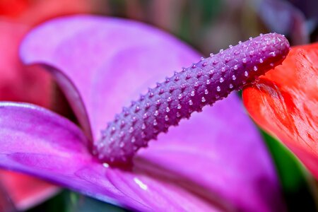 Flower close up violet photo