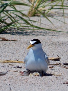 Least Tern with Chicks at Rachel Carson National Wildlife Refuge