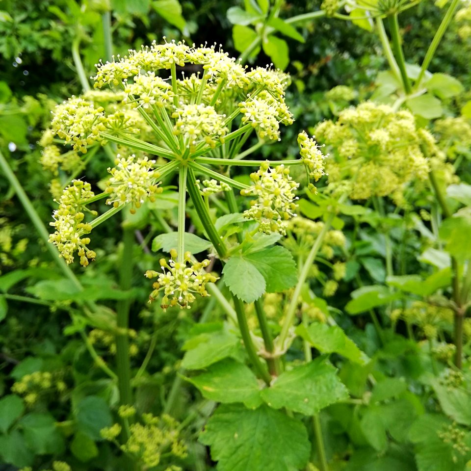 alexanders