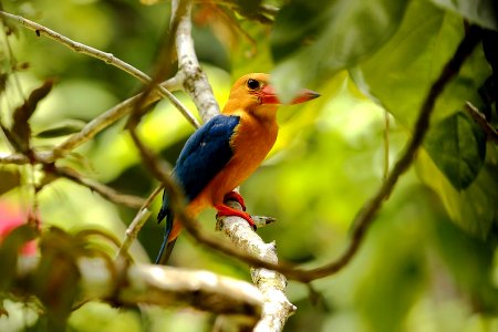  SYT4726 stork-billed kingfisher