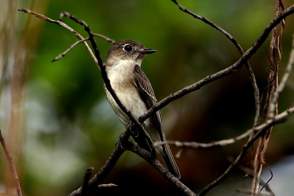  YT 8766 Asian Brown Flycatcher