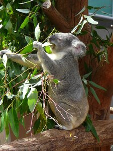 Marsupial wildlife tree photo