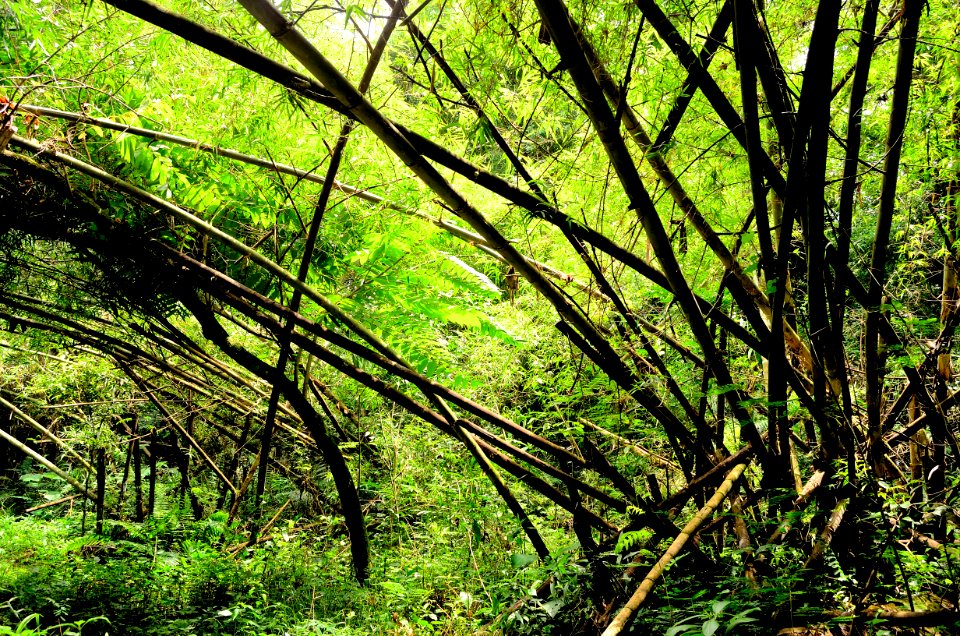 rayando el verde