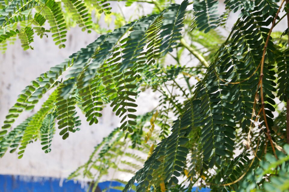 Wild nature branches vegetation