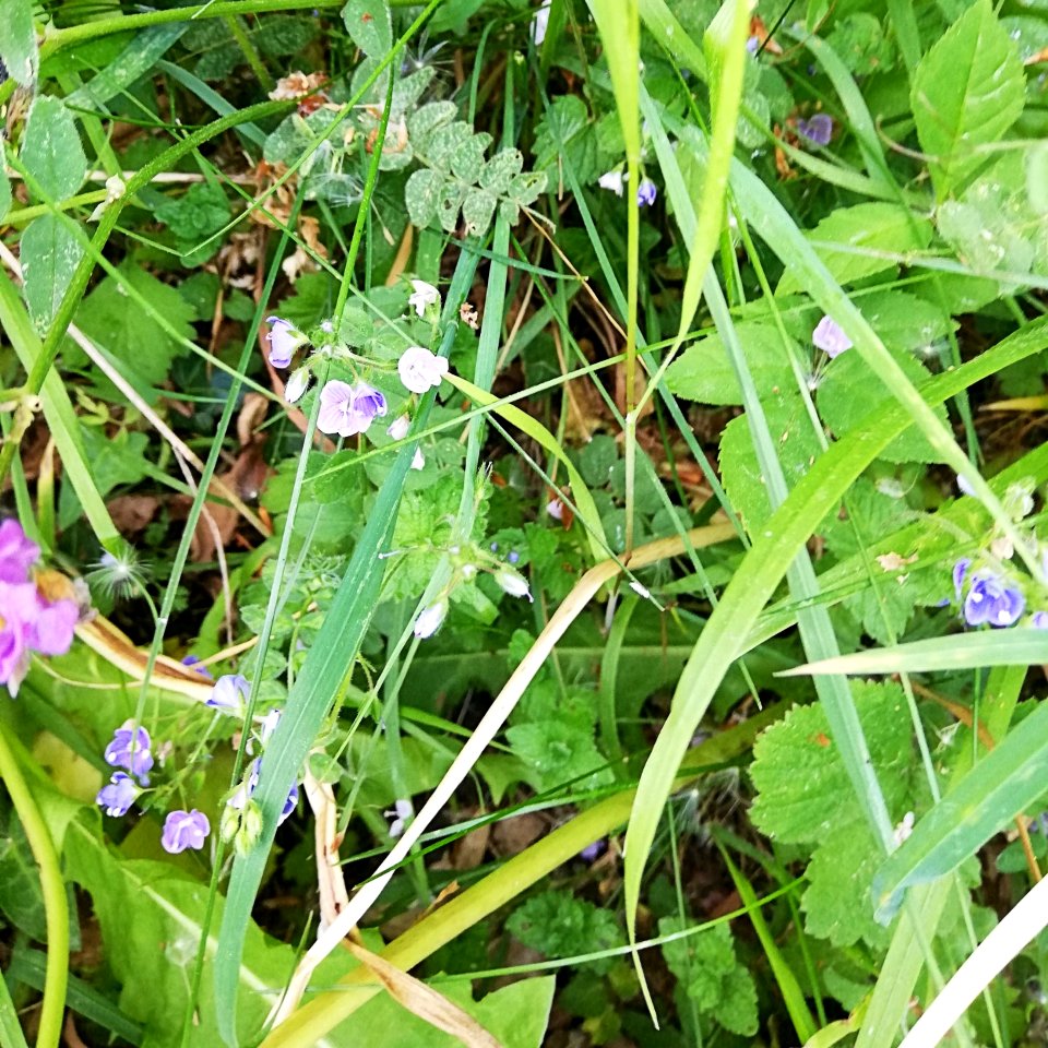 speedwell, germander