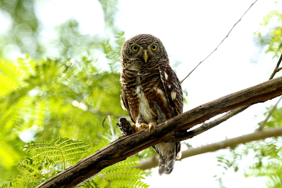  SYT0951-Asian Barred Owlet 斑头鸺鹠