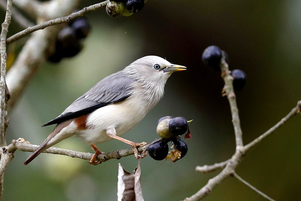  15I5399 灰头椋鸟 Chestnut-tailed Starling
